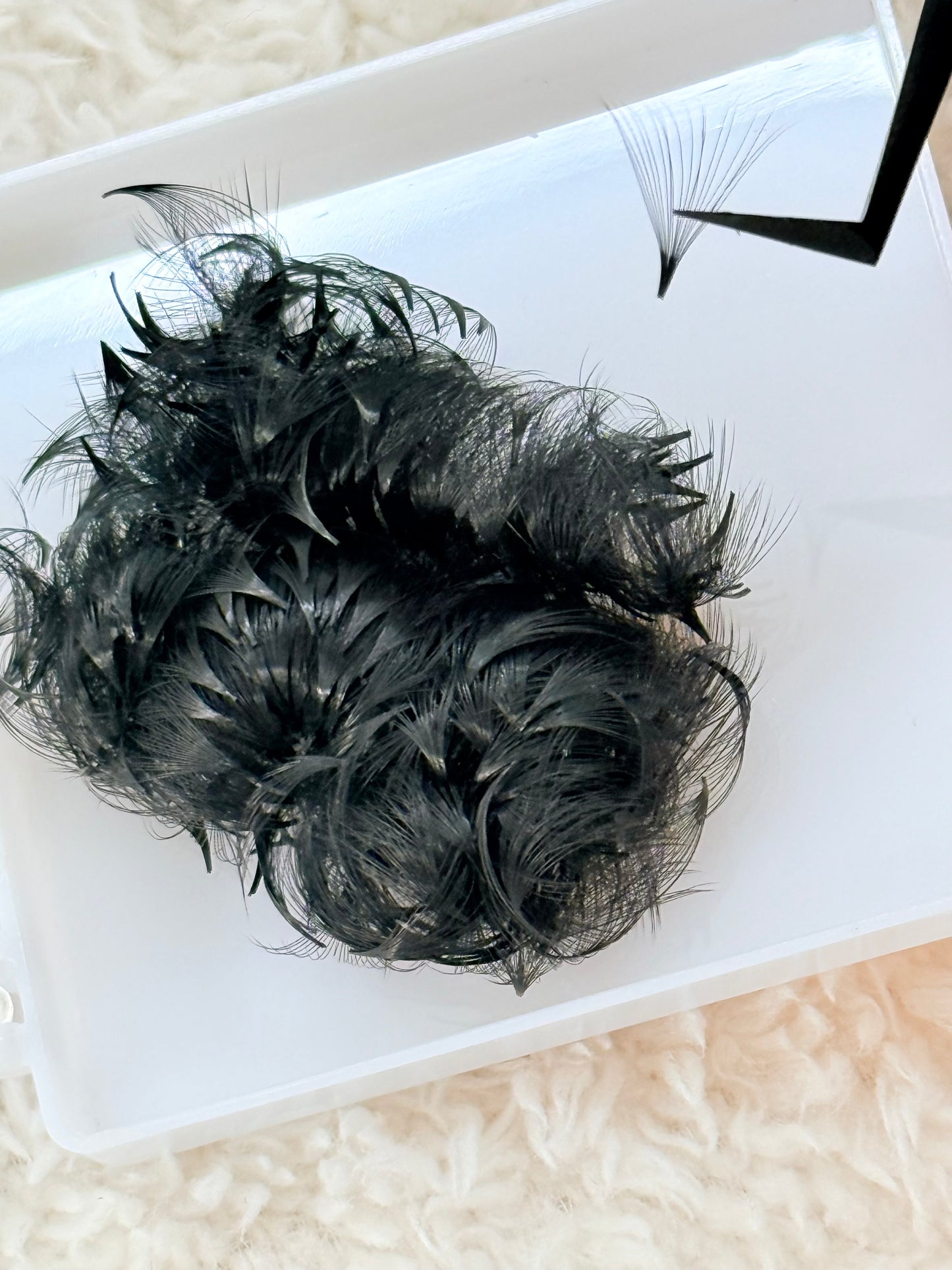20D Loose Fan C Curl 500 Fans Per Tray